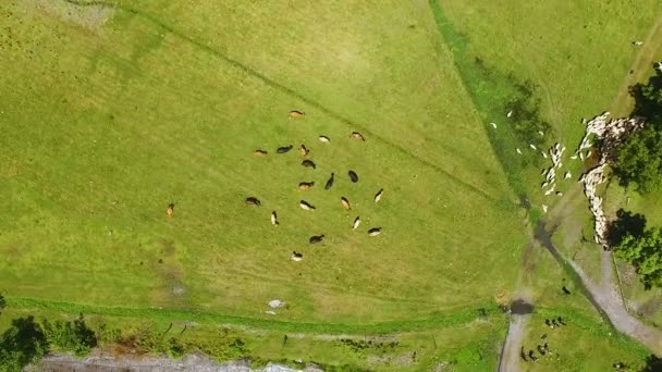 Коровы пасутся на поле, едят свежую зеленую траву, занимаются фермерством и скотоводством. — стоковое видео