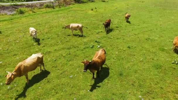 Latające nad zielone pole z wypasu krów, hodowli bydła i hodowli — Wideo stockowe