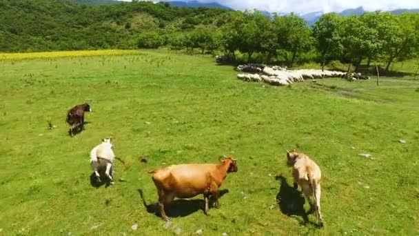 Vuelo de drones sobre vacas y ovejas pastando en césped verde, pastoreo y agricultura — Vídeos de Stock