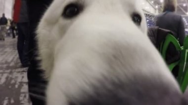 Merakla bakıyor ve kamera objektifi koklama golden retriever şirin köpek yavrusu