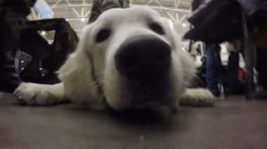 Aldatılan sahipleri şeyler koruyan otobüs terminalinin yerde yatarken altın geri almak