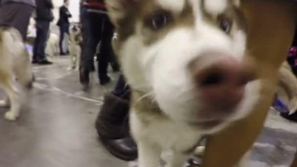 Cachorrinho Husky curioso com interesse olhando para transeuntes e outros cães, animal de estimação agradável — Vídeo de Stock