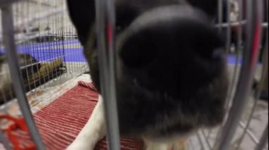 Kamera, sevimli evcil hayvan koklama merak ile safkan köpek komik burun
