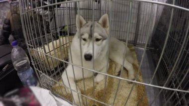 Hotel hayvanlar için bırakarak sahibi bakarak üzüntü ile köpek laika avcılık