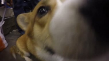 Corgi köpek absently itaatkar ana metrelik bütün gün oturup arıyorsunuz