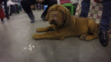 Çikolata tembel kamera, şirin evde beslenen hayvan sniff pençeleri yükselen Çin Shar-Pei köpek yavrusu
