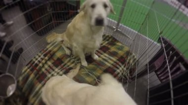 Sevimli yavru köpek kulübesi ziyaretçiler memnun etmek için itaatkar davranan Retriever