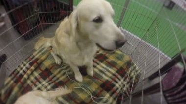 Köpek mutlu havlayan ve onun ana, sevimli evcil hayvan hoş geldiniz kafeste atlama