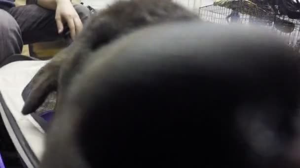 Steken uit zak hoofd van kleine pup likken camera, wil schattig huisdier spelen — Stockvideo