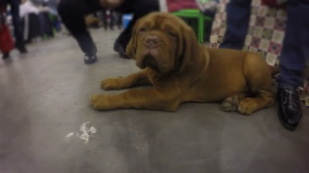 Chocolat chinois Shar-Pei chiot paresseusement monter aux pattes pour renifler la caméra, animal de compagnie mignon — Video