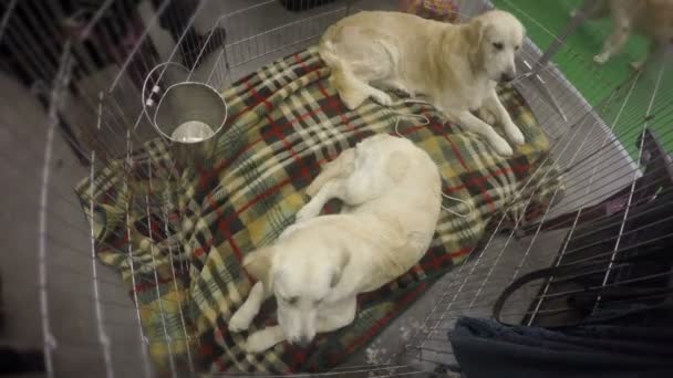 两个金色猎犬乖乖地躺在托儿所的笼子里, 等待收养 — 图库视频影像