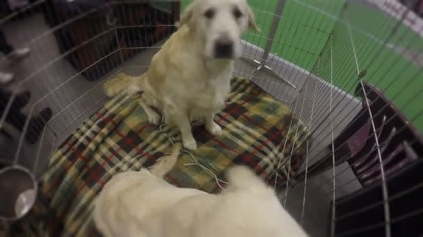 Cachorros bonitos de retriever obedientemente se comportando para agradar os visitantes de canil — Vídeo de Stock