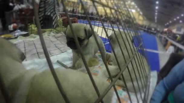 Niedliche Welpen aktiv spielen im Käfig, Warten auf Warteschlange bei Hundeausstellung, nette Haustiere — Stockvideo