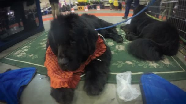 Cute puppy of newfoundland quietly lying on rug resting after demonstration — Stock Video