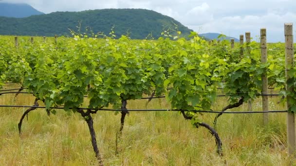Vista panorámica del viñedo con varios tipos de uva que crece cerca de las montañas — Vídeos de Stock