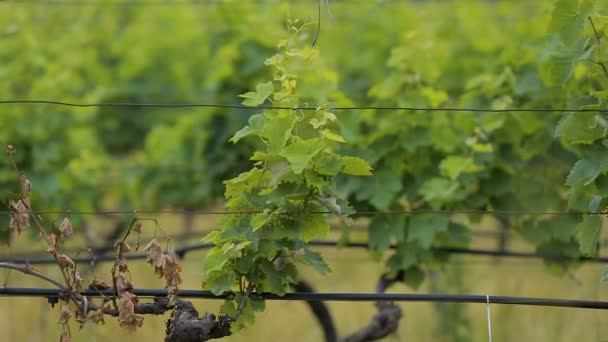 Wunderschöne Weinberge am Fuße der Hügel, Weinbauindustrie in Georgien — Stockvideo