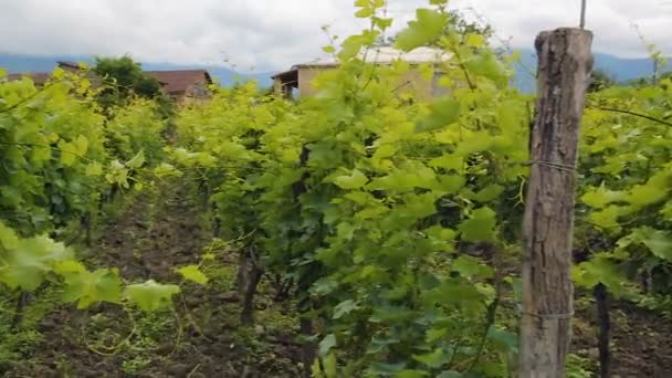 Grande plantação verde de uvas perto de casa, negócio de agricultura familiar, vinificação — Vídeo de Stock