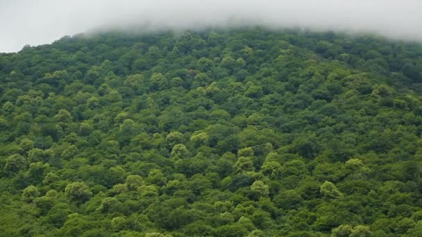 Weiche Wolken umhüllen riesige grüne Hügel und sättigen die Umwelt mit Sauerstoff — Stockvideo
