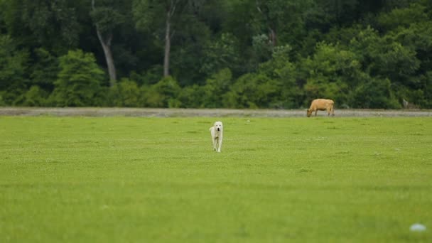 Ovejas perro guardián paseando sobre pastizales verdes en el valle de la montaña, la guardia de rebaño — Vídeos de Stock