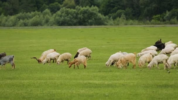 Flock of fluffy sheep and goats grazing in meadow eating juicy vitaminized grass — Stock Video