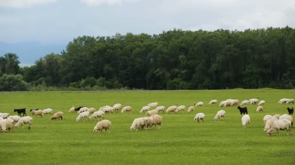 Панорамный вид на большие сельскохозяйственные угодья, выпас скота на зеленом лугу, сельское хозяйство — стоковое видео