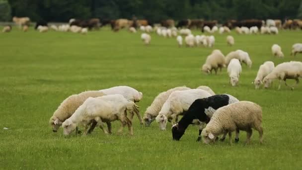 Cordeiros fofos comendo grama verde exuberante, negócio agrícola rural, produção de lã — Vídeo de Stock