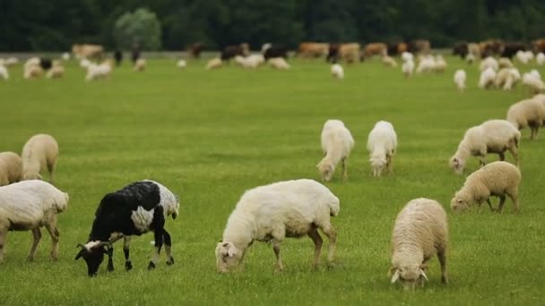 Állatok szarvasmarhák és Juhok legelnek az tágas farm rét, hústermelés — Stock videók