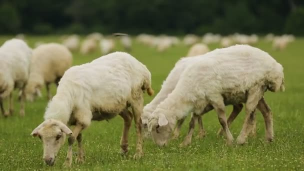 Зграя пухнастої вівці мирно пасе траву на лузі, виробництво сиру — стокове відео