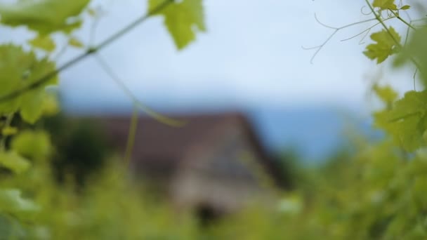 Antigua bodega entre viñedos densamente crecidos en viñedo, empresa familiar — Vídeo de stock