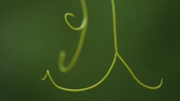Close-up of vine tendrils, growing and ripening of wine grapes, organic products — Stock Video
