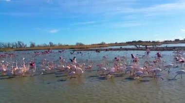 Güzel pembe flamingolar yürüyen sığ su, vahşi doğa, kuş gözlem