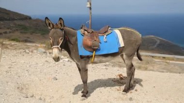 Donanımlı eşek ayakta Hill, Evcil hayvan taşıma aracı olarak kullanılan