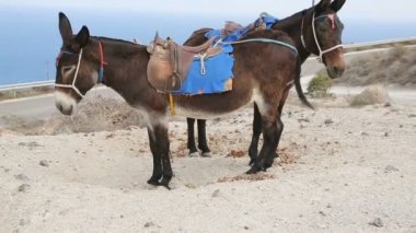 Eşekler donanımlı yolculuk, ulaşım, deniz resort için tepe üzerinde duran çifti