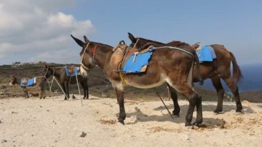 Hayvan terminal, kutuplarda bağlı duran aile içi binme eşekler taşıma