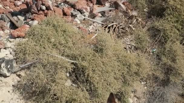 Streunender Hund liegt auf Stein über steilen Hang, Passanten fotografieren — Stockvideo
