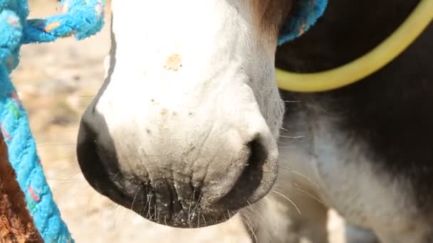 Gezicht van ezel tonen neusgaten en ogen op close-up, houden huisdieren — Stockvideo