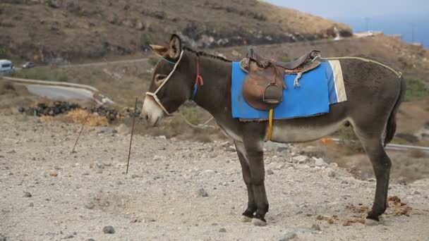 Equipado burro amarrado ao pólo na colina, carros correndo ao longo da estrada no fundo — Vídeo de Stock