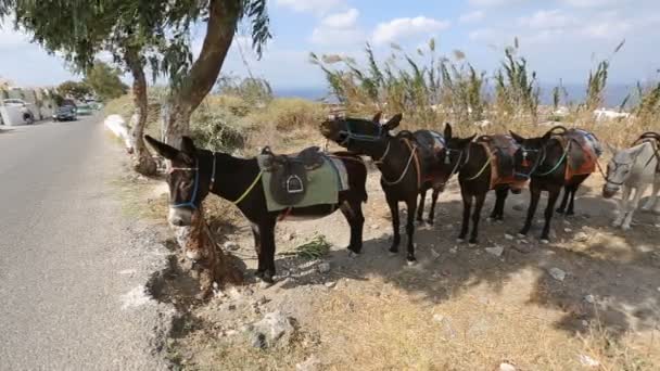 Línea de burros equipados atados uno a otro de pie en el hombro de la carretera — Vídeo de stock