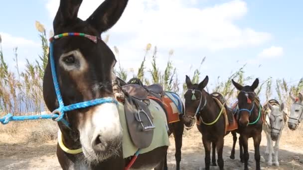 Cara de burro atada al árbol, línea de animales detrás, transporte — Vídeos de Stock