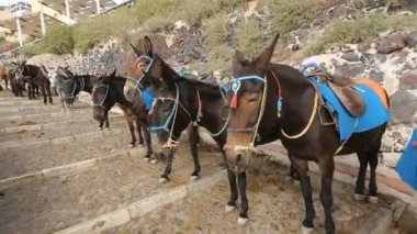 Yol boyunca ayakta, hayvanlar turistik sürme donanımlı eşekler
