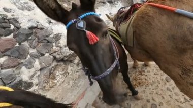 Ekipman ayakta hayvanlar sürme duvar tarafından yolda sürme ile birkaç eşekler