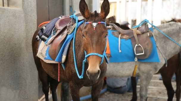 SANTORINI, GRECIA - CIRCA JULIO 2014: Turismo en la isla. Varios burros de pie en la calle con pastores sentados en el sótano de piedra — Vídeo de stock