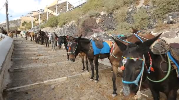 Line of donkeys with saddles, stirrup ready to be ridden standing road, tourism — Stock Video