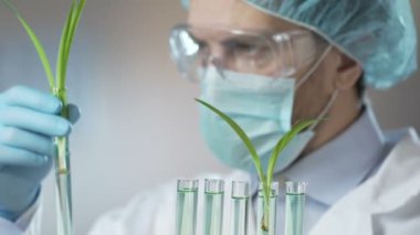 Yeşil lahanası, inceleyerek araştırmacı Anti-Aging Kozmetik için buğday yağı ayıklanıyor