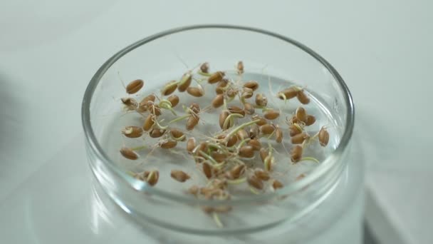 Científico de laboratorio rociando semillas germinadas con solución para acelerar el crecimiento — Vídeo de stock