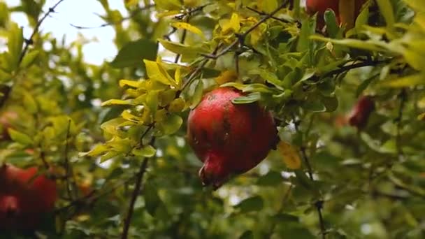 Спелые органические фрукты граната висят на ветвях в саду, сельском хозяйстве — стоковое видео