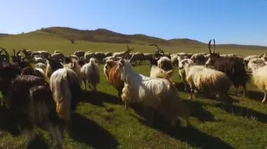 Bakış açısı ile çoban koyun sürüsü yeşil vadide takip, yetiştirme köpeği