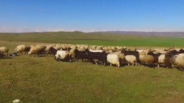 Sürü koyun ve keçi gür yeşil alan üzerinde otlatma Hayvancılık, tarım hayvan