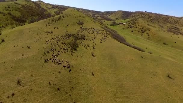 Стадо овец пасущихся в горной долине в солнечный день, вид с воздуха, земледелие — стоковое видео