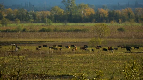 Деревенские коровы пасутся на зеленом поле возле сада, едят траву, сельские пейзажи — стоковое видео